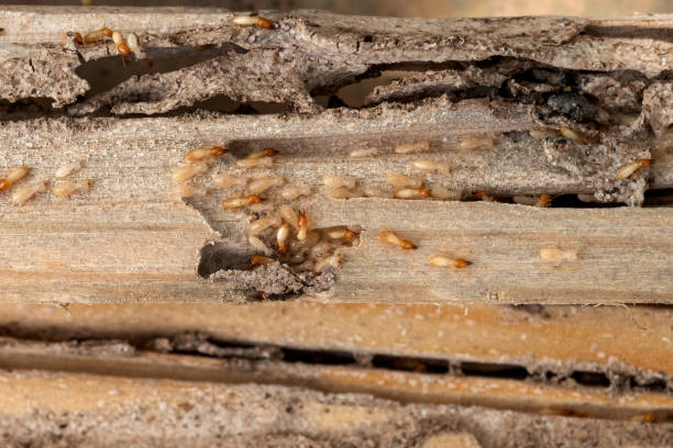 Best Residential Pest Control  in Mclean, VA